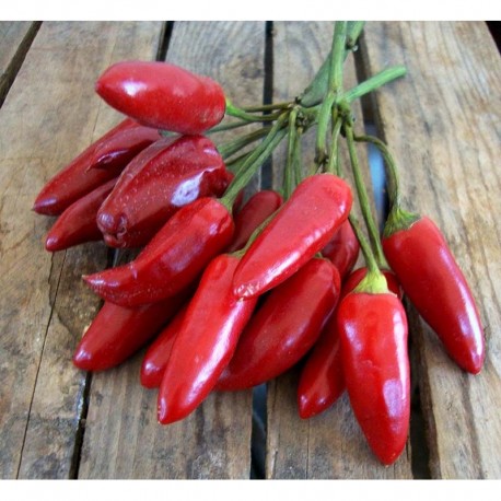 Calabrian chili pepper seeds