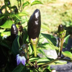 Calabrian Chili Pepper Black Seeds