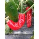 Graines de Mexican Chili Pepper Biker Billy