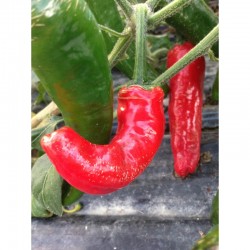Mexican Chili Pepper Biker Billy seeds