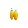 Graines de Jalapeno Yellow