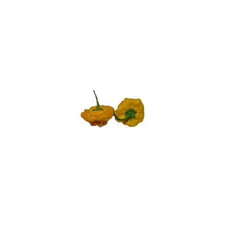 Semillas de Jamaica Hot Yellow