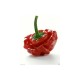 Graines de Jamaica Hot Red