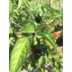 Jamaica Hot Black seeds