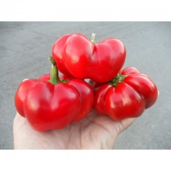 Tomato Chili Pepper seeds