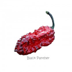 Dried Black Panther