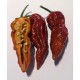 Bhut Jolokia Peach seco