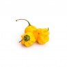 Dried Habanero Yellow