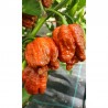 Carolina reaper caramel seeds