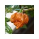 Trinidad Moruga Scorpion Caramel seeds