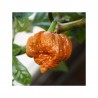 Trinidad Moruga Scorpion seeds