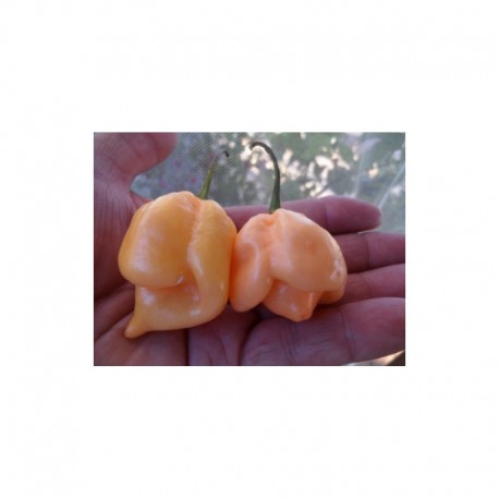 Trinidad Moruga Scorpion Peach seeds