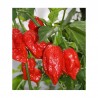 Bhutlah seeds