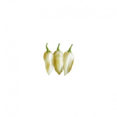 Bhut Jolokia White seeds