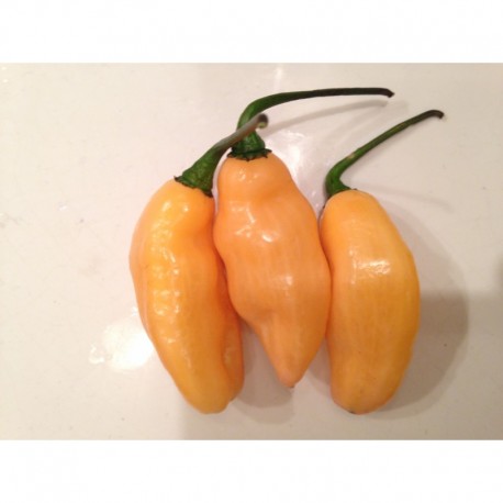 Graines de Pimenta da Neyde Yellow